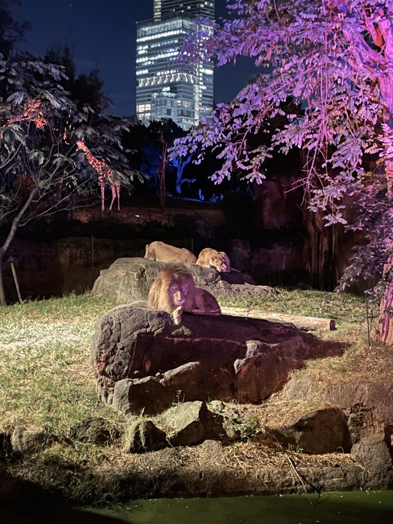 夜の動物園，ライオン